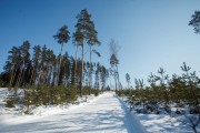 FIS Latvijas Čempionāts 2018 otrias posms, intervāla starts, Foto: Jānis Vīksna