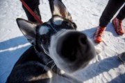 FIS Latvijas Čempionāts 2018 otrais posms, sprints C, Foto: Jānis Vīksna