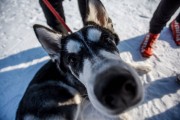 FIS Latvijas Čempionāts 2018 otrais posms, sprints C, Foto: Jānis Vīksna